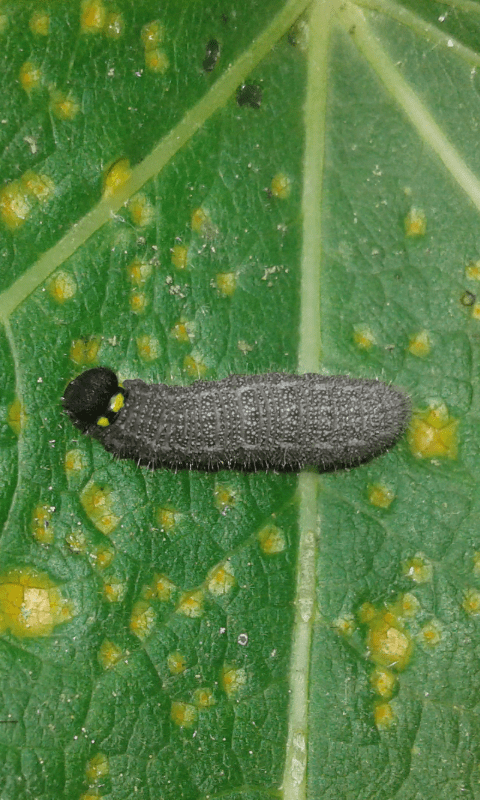 Carcharodus alceae (Hesperiidae)?